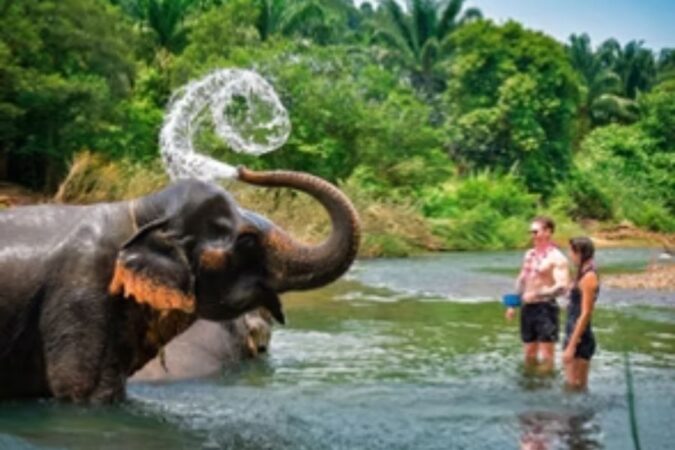 An elephant splashing water in a river at Khao Sok National Park